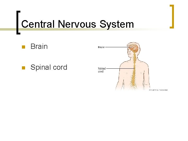 Central Nervous System n Brain n Spinal cord 