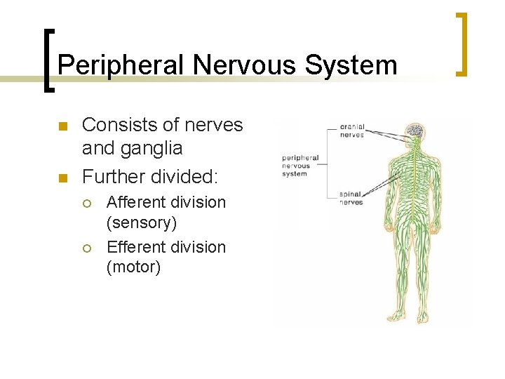 Peripheral Nervous System n n Consists of nerves and ganglia Further divided: ¡ ¡
