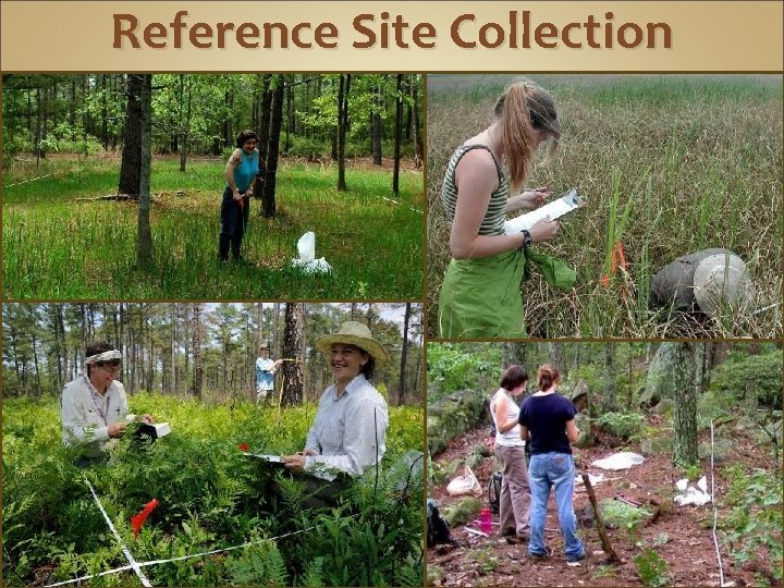 Reference Site Collection 