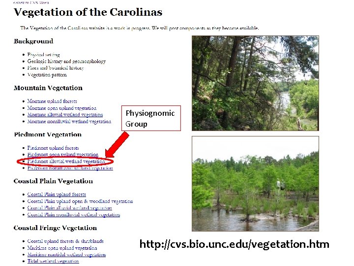 Physiognomic Group http: //cvs. bio. unc. edu/vegetation. htm 