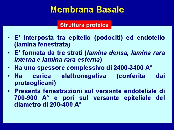 Membrana Basale Struttura proteica • E’ interposta tra epitelio (podociti) ed endotelio (lamina fenestrata)