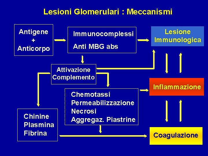 Lesioni Glomerulari : Meccanismi Antigene + Anticorpo Ø Immunocomplessi Ø Anti MBG abs Lesione