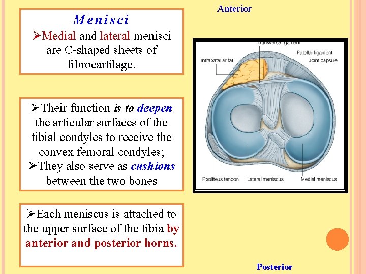 Menisci Anterior ØMedial and lateral menisci are C-shaped sheets of fibrocartilage. ØTheir function is