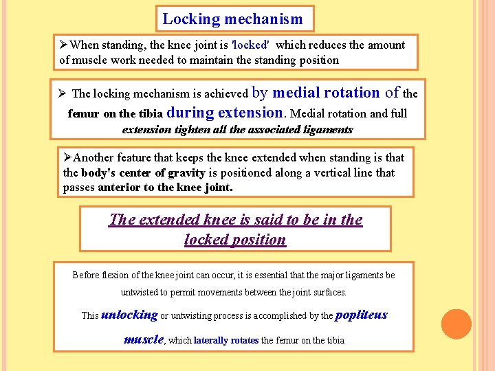 Locking mechanism ØWhen standing, the knee joint is 'locked' which reduces the amount of