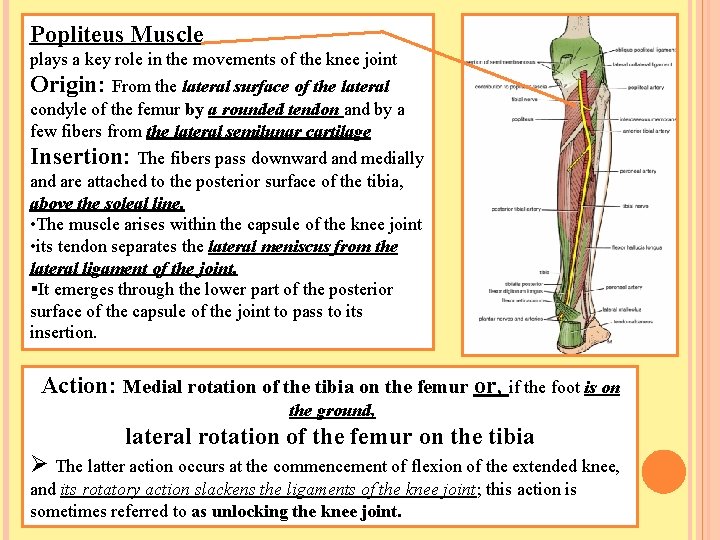 Popliteus Muscle plays a key role in the movements of the knee joint Origin: