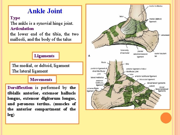 Ankle Joint Type The ankle is a synovial hinge joint. Articulation the lower end