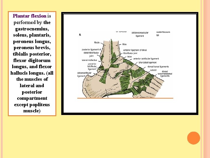 Plantar flexion is performed by the gastrocnemius, soleus, plantaris, peroneus longus, peroneus brevis, tibialis