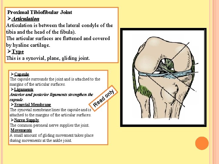 Proximal Tibiofibular Joint ØArticulation is between the lateral condyle of the tibia and the