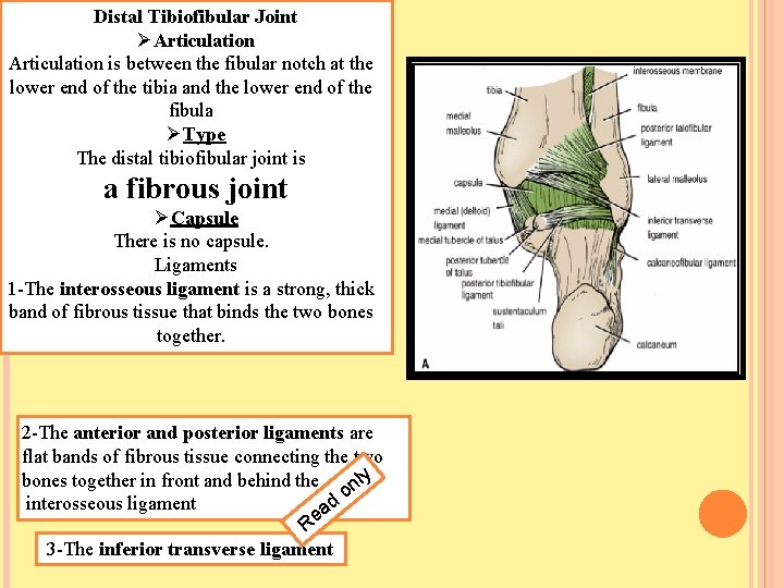 Distal Tibiofibular Joint ØArticulation is between the fibular notch at the lower end of