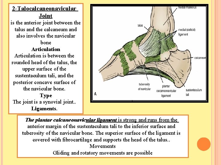 2 -Talocalcaneonavicular Joint is the anterior joint between the talus and the calcaneum and