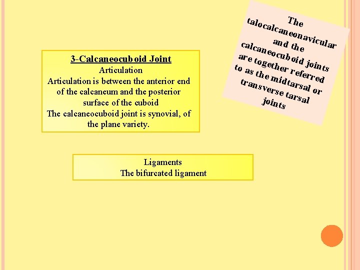 The lcane onav a nd th icular calca e neoc u are t ogeth