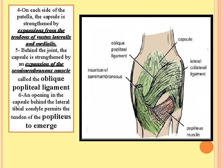 4 -On each side of the patella, the capsule is strengthened by expansions from