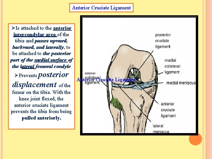Anterior Cruciate Ligament ØIs attached to the anterior intercondylar area of the tibia and