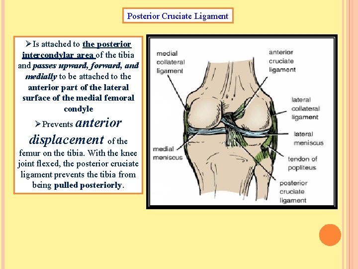 Posterior Cruciate Ligament ØIs attached to the posterior intercondylar area of the tibia and