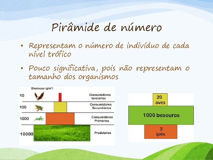 Pirâmide de número • Representam o número de indivíduo de cada nível trófico •