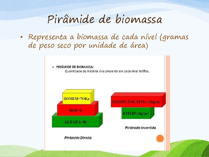 Pirâmide de biomassa • Representa a biomassa de cada nível (gramas de peso seco