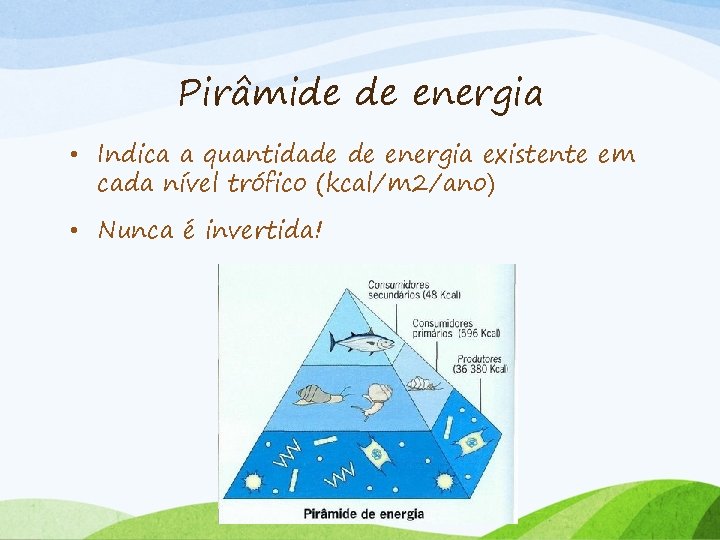 Pirâmide de energia • Indica a quantidade de energia existente em cada nível trófico
