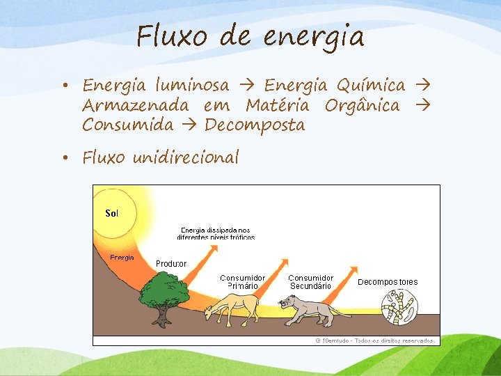 Fluxo de energia • Energia luminosa Energia Química Armazenada em Matéria Orgânica Consumida Decomposta