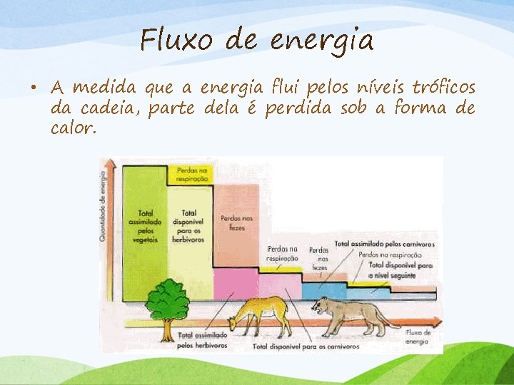 Fluxo de energia • A medida que a energia flui pelos níveis tróficos da