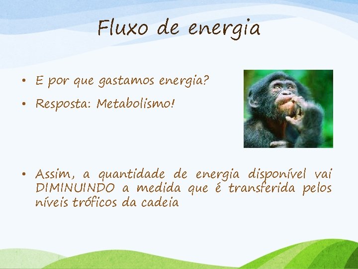 Fluxo de energia • E por que gastamos energia? • Resposta: Metabolismo! • Assim,