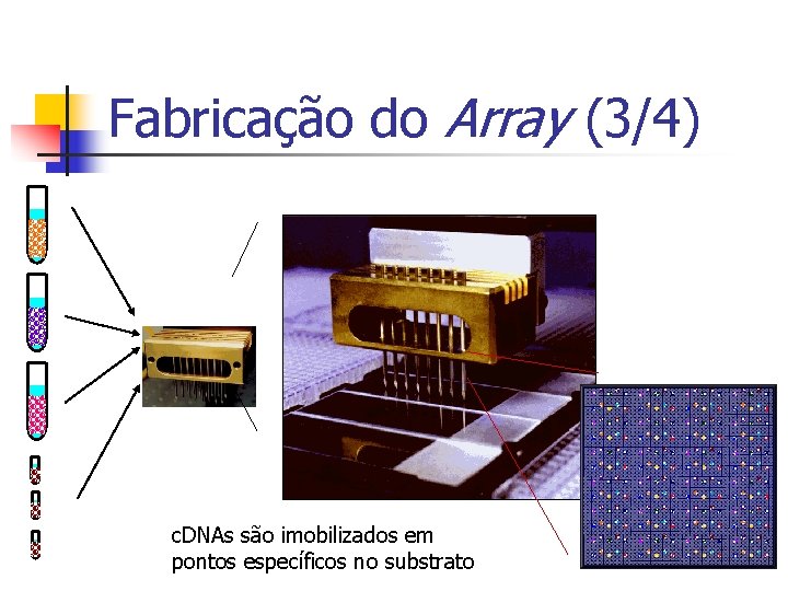 Fabricação do Array (3/4) c. DNAs são imobilizados em pontos específicos no substrato 