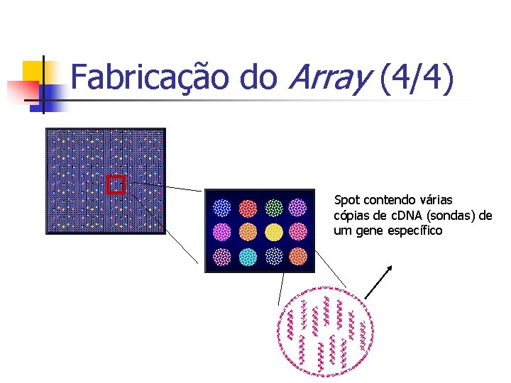 Fabricação do Array (4/4) Spot contendo várias cópias de c. DNA (sondas) de um