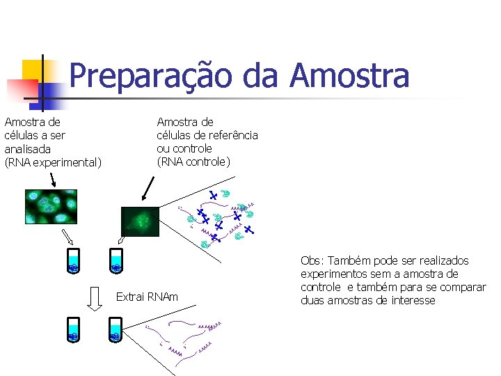 Preparação da Amostra de células de referência ou controle (RNA controle) Amostra de células