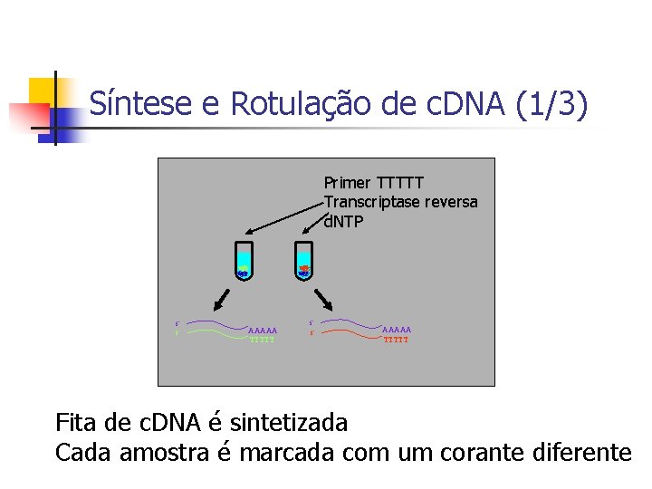 Síntese e Rotulação de c. DNA (1/3) Primer TTTTT Transcriptase reversa d. NTP 5’