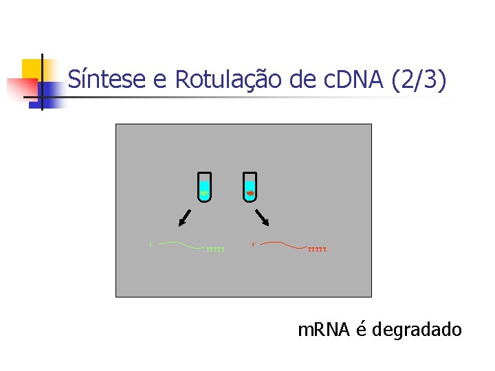 Síntese e Rotulação de c. DNA (2/3) 5’ 5’ AAAAA TTTTT m. RNA é