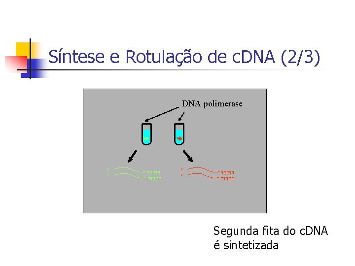 Síntese e Rotulação de c. DNA (2/3) DNA polimerase 5’ 5’ TTTTT Segunda fita