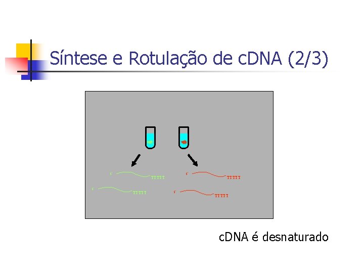 Síntese e Rotulação de c. DNA (2/3) 5’ 5’ 5’ TTTTT c. DNA é