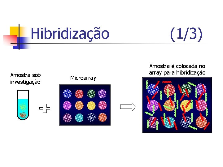 Hibridização Amostra sob investigação Microarray (1/3) Amostra é colocada no array para hibridização 
