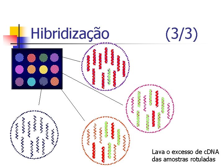 Hibridização (3/3) Lava o excesso de c. DNA das amostras rotuladas 