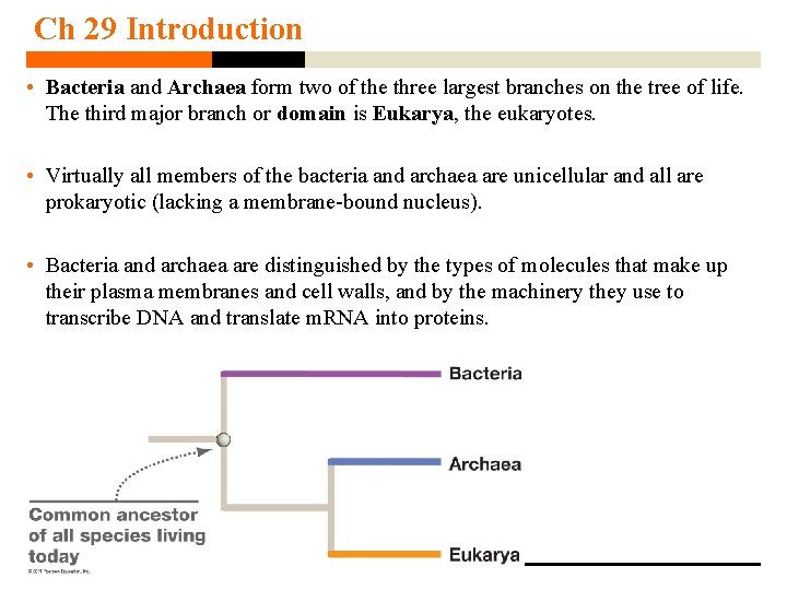Ch 29 Introduction • Bacteria and Archaea form two of the three largest branches