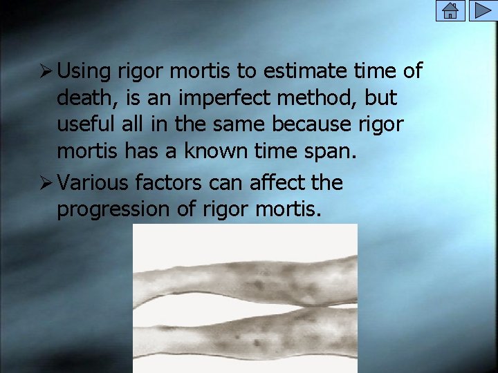 Ø Using rigor mortis to estimate time of death, is an imperfect method, but