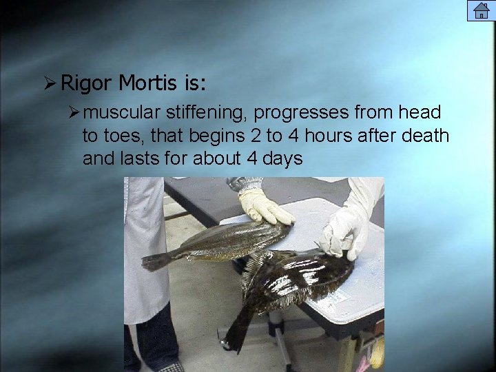 Ø Rigor Mortis is: Ø muscular stiffening, progresses from head to toes, that begins