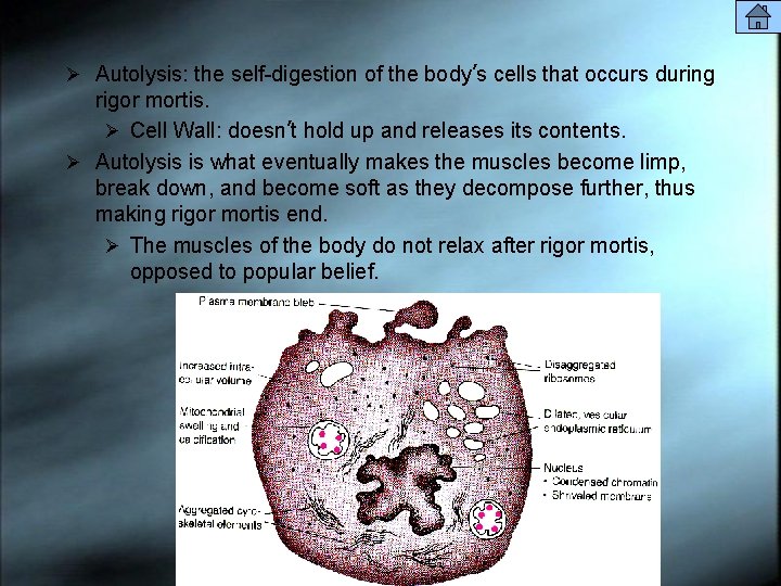 Ø Autolysis: the self-digestion of the body’s cells that occurs during rigor mortis. Ø