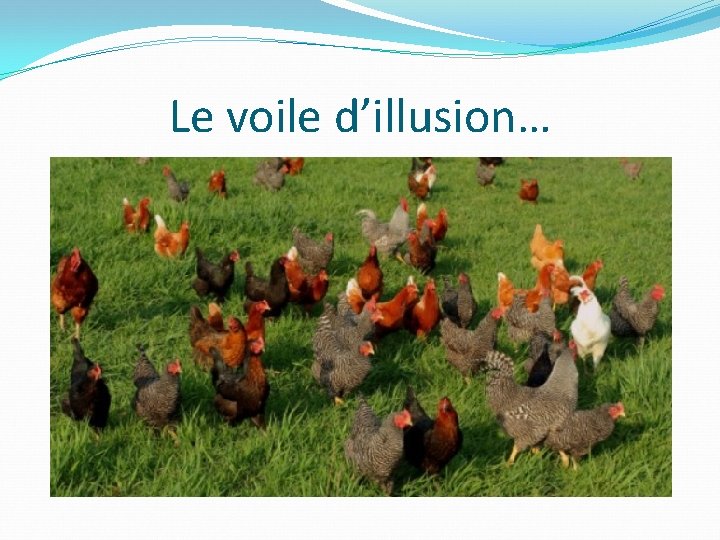 Le voile d’illusion… 