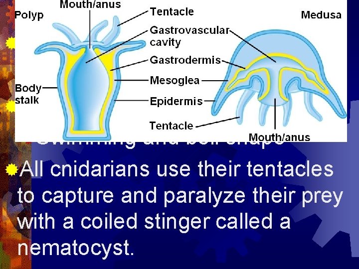 2 body shapes of Cnidarians ® 1. Polyp ®Sessile and vase-like shape ® 2.