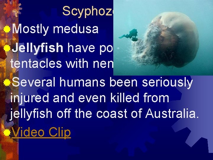 Scyphozoa (class) ®Mostly medusa ®Jellyfish have poisonous tentacles with nematocyst, also. ®Several humans been