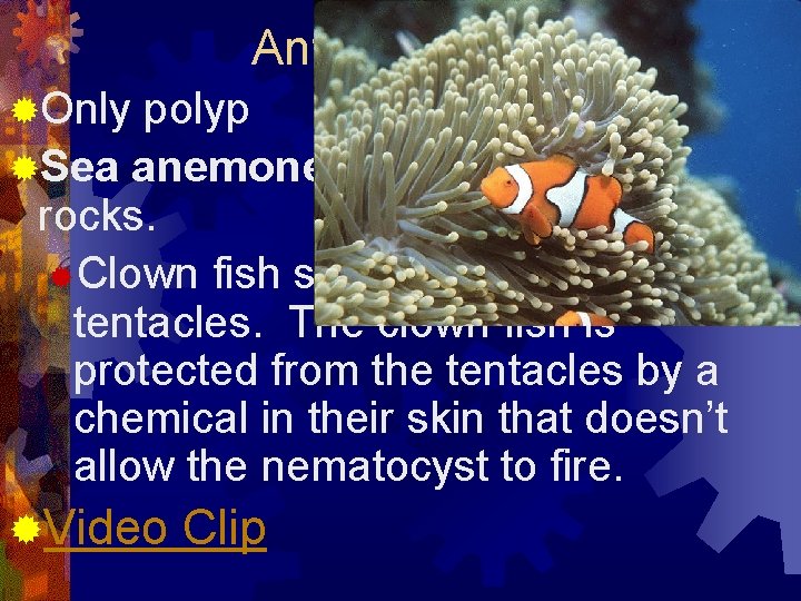 Anthozoa (class) ®Only polyp ®Sea anemones are polyps along rocks. ®Clown fish swim around