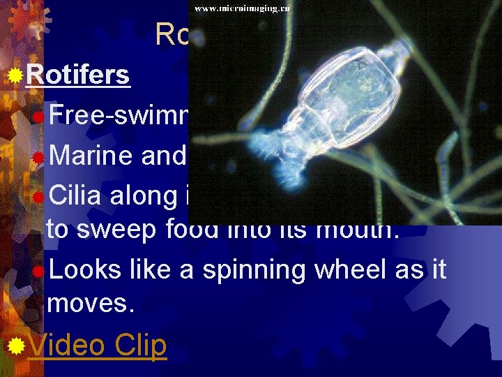 Rotifera (phylum) ®Rotifers ®Free-swimming ®Marine and freshwater ®Cilia along its mouth, which is used