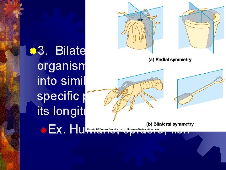 ® 3. Bilateral symmetry – is an organism that can be divided into similar