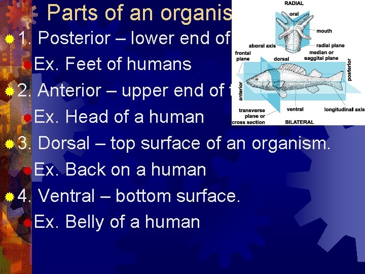 Parts of an organisms’ surface ® 1. Posterior – lower end of the organism