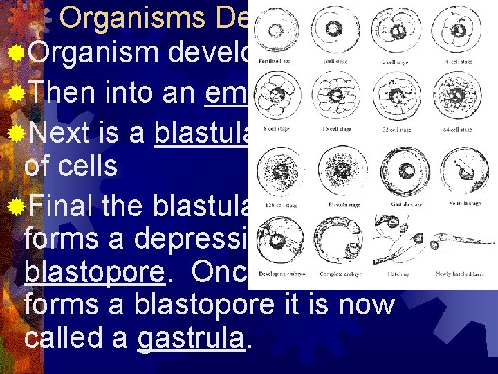 Organisms Development ®Organism develop from a zygote ®Then into an embryo ®Next is a