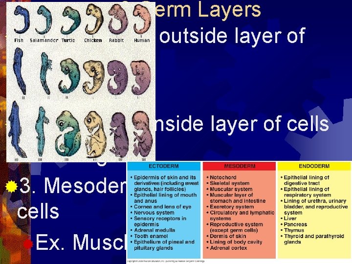 3 Germ Layers ® 1. Ectoderm – outside layer of cells ®Ex. Skin ®