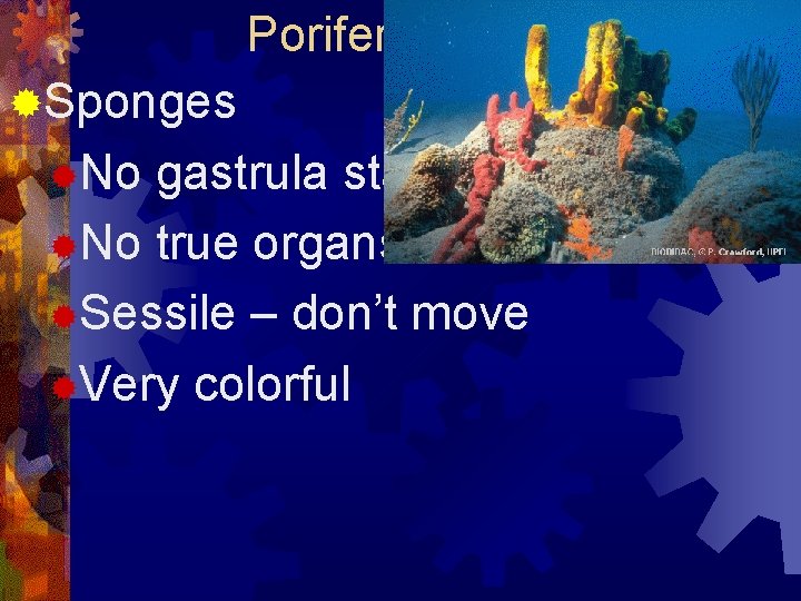 Porifera (phylum) ®Sponges ®No gastrula stage ®No true organs ®Sessile – don’t move ®Very