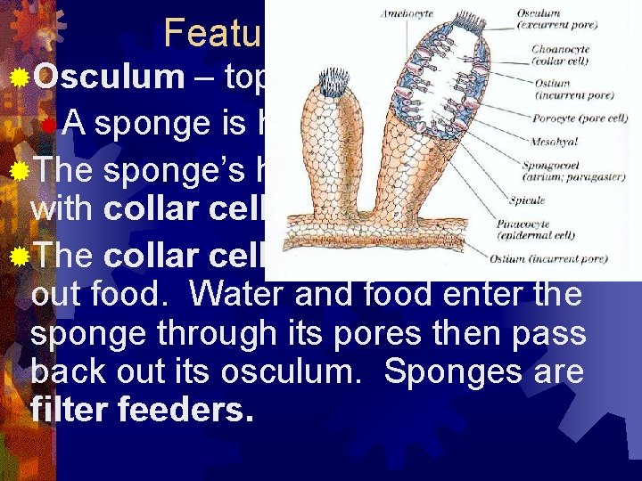 Features of a sponge ®Osculum – top opening of a sponge ®A sponge is