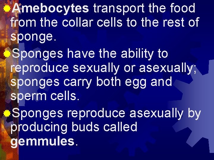 ®Amebocytes transport the food from the collar cells to the rest of sponge. ®Sponges