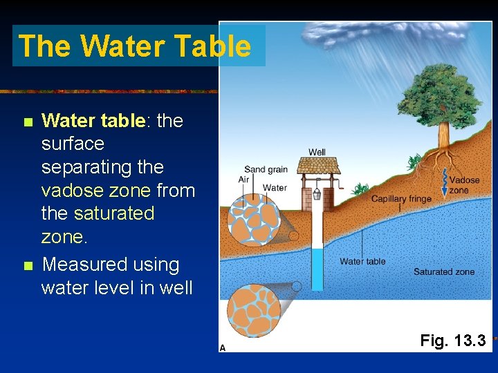 The Water Table n n Water table: the surface separating the vadose zone from